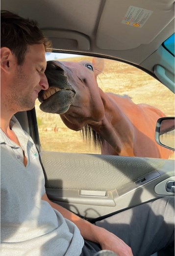 Funny Horse Clips That Will Make You Laugh