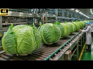 Inside a modern cabbage processing plant: From raw materials to canned kimchi (The entire process)