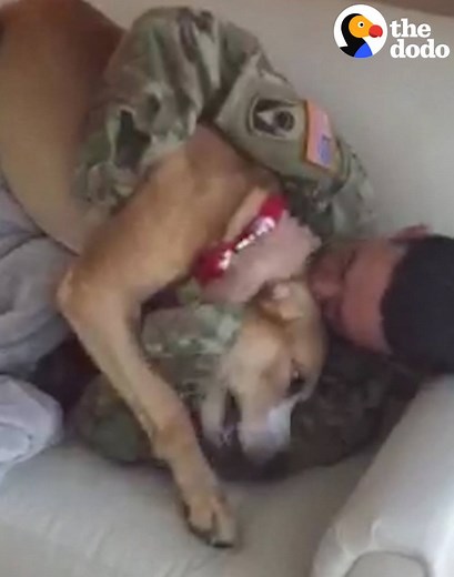 6.5M views · 15K reactions | This solider wanted to surprise his dog when he got home — and his dog had the best reaction  | The Dodo | Facebook