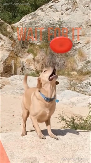 My dog loves catching Frisbee's