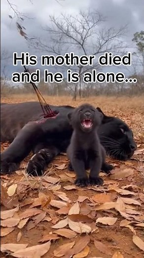 Unbelievable Moment: Leopard Mother Saves a Black Panther Cub#leopard #rescue #love