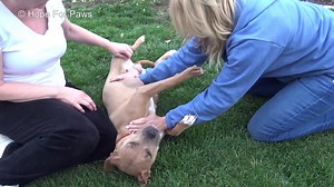Homeless Dog Kisses Her Puppies One By One As Rescuers Pull Them To Safety