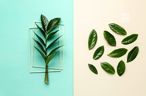 Sustentabilidad y sostenibilidad, ¿cómo diferenciarlas?