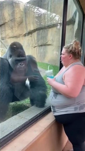 The gorilla attacks a fat woman #wild #wildlife #gorilla #animals
