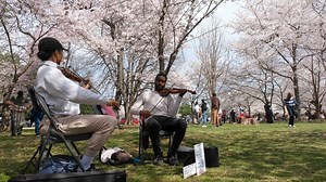 The history behind DC's vibrant cherry blossoms