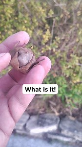 Strange Bud with some sort of spores coming out of it. Maybe? What is it? | Mitch Bennett