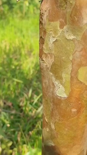 Top Working Technical #topworking #grafting #guavafruits #graft #guavaseedlings #graftingtechnical #okulasi #graftingtips #sambungpucuk #graftingtehnique #sambungsamping #graftingtutorial #budding #gardening #fbreel #fbvideo | Lombok Grafting