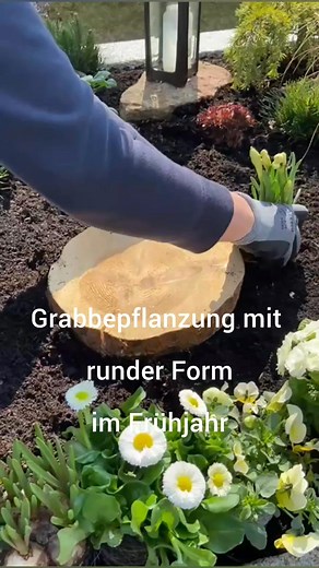 Runde Grabbepflanzung: 🤍💛 🧡 Grabbepflanzung in Kreisform – Wir zeigen Dir, wie’s gelingt: Wir haben uns eine Baumscheibe in die Mitte gelegt, um den Kreis schön rund zu gestalten. Auch hier gilt wieder, zuerst etwas Dünger einzuarbeiten, bevor Du mit der Bepflanzung loslegst. Wir haben verwendet: • Hornveilchen in Weiß-Gelb • Gefüllte weiße Primeln 🤍 • Osterglocken 💛 • Ranunkeln in Orange-Gelb 🧡 • Weiße Bellis Zum Abschluss Moos zwischen den Pflanzen verteilen – fertig ist die frühlingshaf