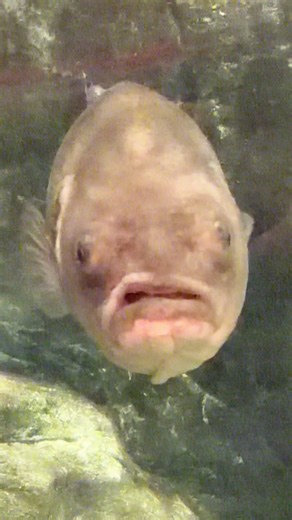 Fish Mean Mugging at Bass Pro Shops