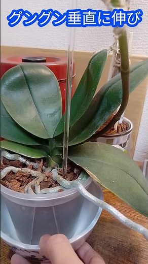 胡蝶蘭 おつとめ品からの復活！ミニ 胡蝶蘭 花か根か、判明しました！かよピンの園芸 記録 #園芸初心者 #胡蝶蘭