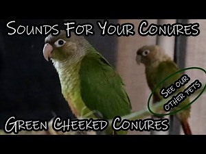 Green Cheek Conure Chirps and Sounds for Your GCC & Seeing the Other Pets