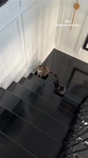 Transform Your Home with Stanley Steemer's Cleaning Services