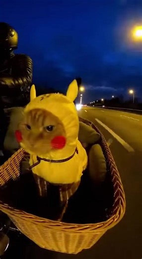 Catching some dark type Pokémon with Kitty-chu! Follow and Share for more paw-some content! #cat #pokemon #pikachu #motorcycle