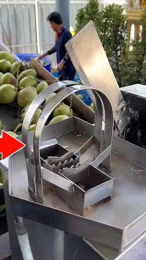 88K views · 440 reactions | How Do Coconut Trees Grow On Their Own #facts | Crunchy Creative | Facebook