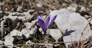 Crocus vernus (Spring Crocus, Giant Crocus) from the Velebit mountain in early spring