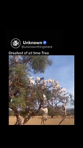 Some goats can actually climb trees, and it looks unbelievable at first glance. In places like Morocco, goats are often seen standing high on argan trees, balancing effortlessly on thin branches just to reach leaves and fruit. Their strong legs, flexible joints, and specially shaped hooves give them incredible grip and stability, allowing them to climb where most animals can’t. This behavior isn’t a trick or training — it’s pure survival instinct, especially in dry areas where food on the ground