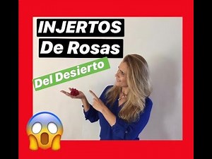✅Cómo INJERTAR FÁCIL Los *Adeniums 😍 [Rosa Del Desierto]