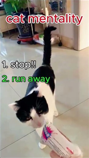 subscribe surprise #cats #cat #pet #pets