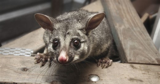 How to prevent possums making your house their home as demand for removal surges ahead of summer