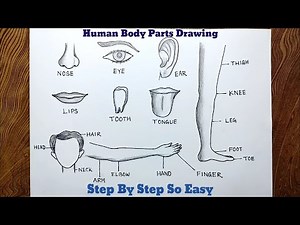 Human body parts drawing/How to draw human body parts step by step so easy
