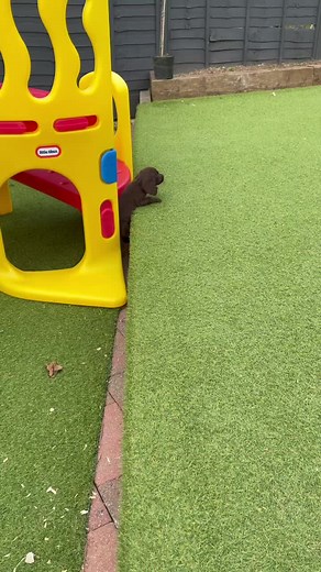 Dora doing her exploring 🕵🏼‍♀️🗺#pup #puppy #petsoftiktok #puptok #spaniel #babygirl