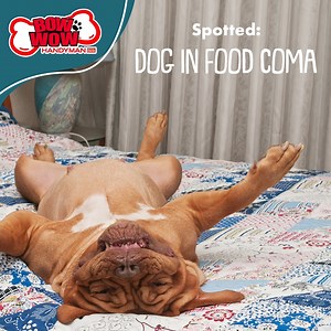 23 reactions | Send help; doggo’s in a food coma! 掠 Give your...