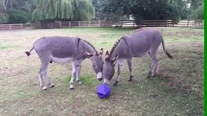Referee! Gilbert performing nifty footwork to tackle the treat ball from unsuspecting fellow foster donkey Dillon. Find out more about fostering a donkey >> http://bit.ly/1IigPx5 | The Donkey Sanctuary