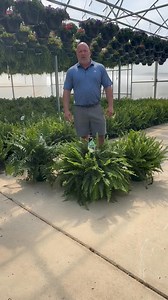 ‼️👀 12" Boston Fern BOGO FREE!! 👀 ‼️ 12" Boston Fern Hanging Basket Sale is starting next week Tuesday, March 18th and running through Saturday March 22nd ONLY (or until we run out)!!! 😮 As part of our 5th Anniversary Celebration of being in our new location, we are also adding 12” Kimberly Queen/Sun Ferns and 12” Macho Ferns to this sale!! This year, the ferns are as big and beautiful as we've ever had. Last year we ran out Saturday morning, so you might not want to wait until the weekend. R