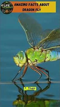 10 Amazing Facts about Dragon Fly | #shorts #science #viral