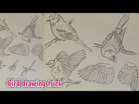 Amazing Bird Drawing Trick | Draw Many Birds with Just One Circle