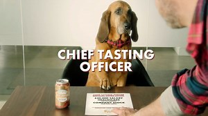 Busch will pay your pup $20K to be its official dog beer taster