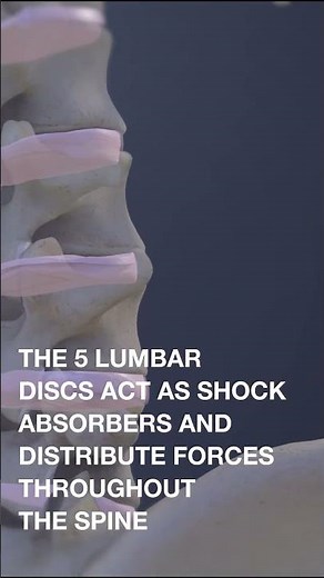 Why the 5 Lumbar Discs Are Crucial for Spinal Stability