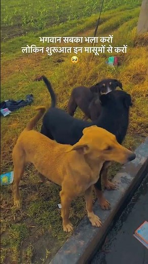 “Cutest Puppies in the World 🐶 | Funny & Adorable Dog Compilation 2025 | Try Not to Smile”