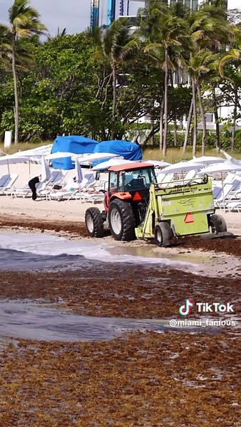 Swimming in Seaweed at Miami Beaches: A Unique Experience