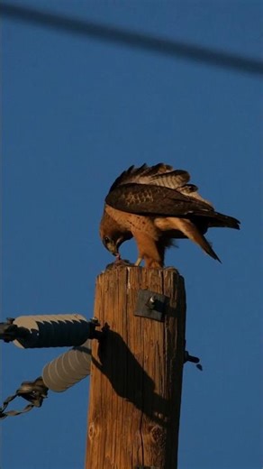 Red Tailed Hawk catches and eats a quail #birdsofprey #nature #wildlife