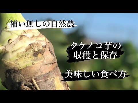 【自然農】タケノコ芋の収穫、種の保存 そして美味しい食べ方。