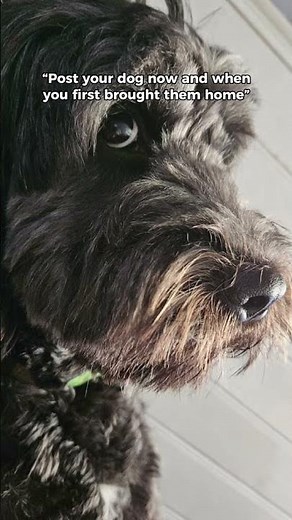 #cockapoo #dog #dogshorts