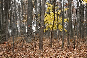 How to Write a Description of Your Photograph