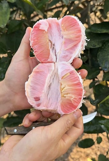 Satisfying Fruit Cutting ASMR Experience