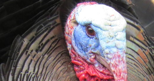Hey have you seen a wild turkey lately? Idaho Fish and Game would like to know when and where