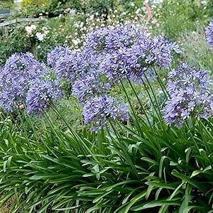 Lily of The Nile Flower Bulbs - Huge Fragrant Blooms up to 48" Tall - Attracts Butterflies and Hummingbirds - Grows Well in Containers - Perennializing