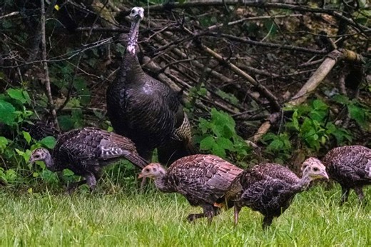 ‘Fast, agile’ wild turkeys flocking on Ontario roadway prompts safety warning