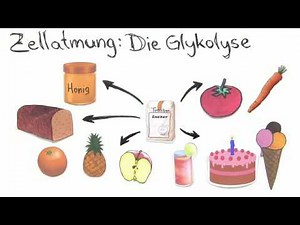 GLYKOLYSE | BEDEUTUNG UND BILANZ | Biologie | Stoffwechselbiologie