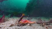 Time lapse shot of starfish by sea anemone on ocean floor undersea,...
