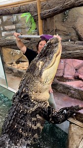 352K views · 5.8K reactions | The Reptile Zoo on Reels | Facebook