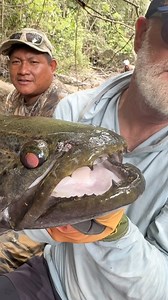 A face only an angler could love. Hoplias aimara, traíra, or giant wolf fish is among the more coveted Amazonian species and clearly the spookiest. These ambush predators live in congregations around fractured rocks, much like saltwater lingcod. Read more about them in our trip report from last month’s Guyana expedition. Link in bio and story. #wolffish #aimara #midcurrenttravel #guyana | MidCurrent