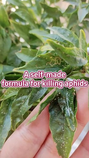 A self-made formula for killing aphids. #garden #gardening #gardentips #gardening101 #gardentok #gardeninghacks #gardeningtips #plant #planting #plantlover #planttips #planttiktok #PlantTok #farmlife | Garden fever