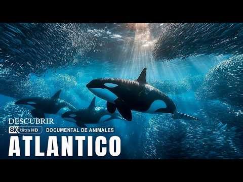 Océano Atlántico | Gigantes del Océano y los Depredadores Ápice Bajo las Olas | Documental