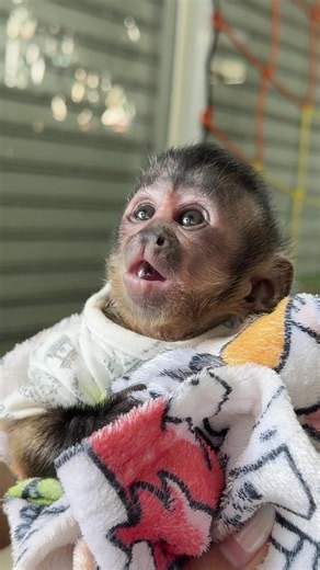 Why is this so ridiculously cute? 🫧🐒#gutjangcapuchin #capuchin #monkey #petstory #capuchinmonkey