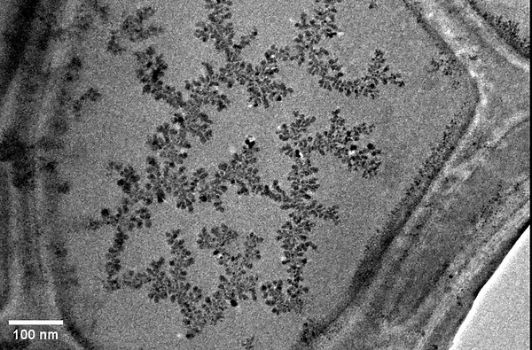 Scientists discovered chemical oscillations in palladium nanoparticles, paving the way for recycling precious metal catalysts